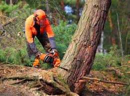 Lawn Pest Prevention in Fraser, CO